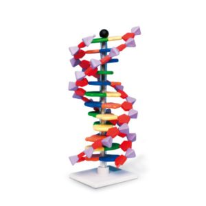 Napredni mini DNA model