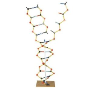 DNA-RNA