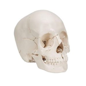 Lubanja anatomska 22 dijela